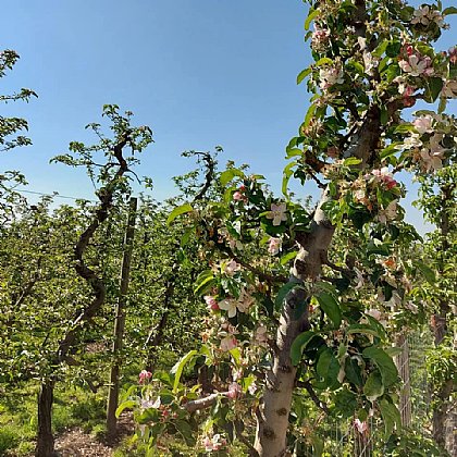 Hier wachsen die Eichler-Äpfel